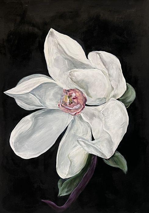 Painting of an open white magnolia with a pink-tinged center and dark green leaves on a curving stem, against a black background.